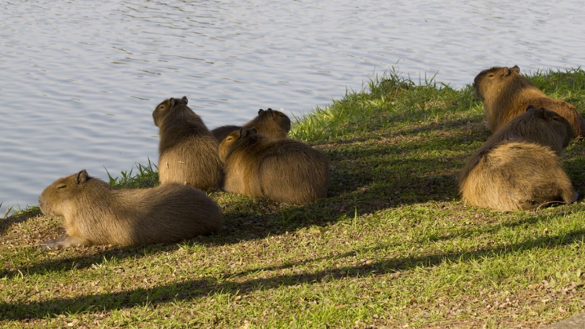 Alunos transportam capivara morta em ônibus e realizam dissecação na USP