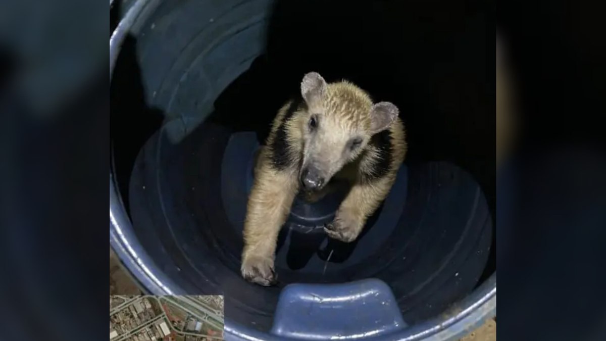 Tamanduá-mirim é resgatado desorientado no Distrito Federal Tamanduá-mirim é resgatado desorientado no Distrito Federal