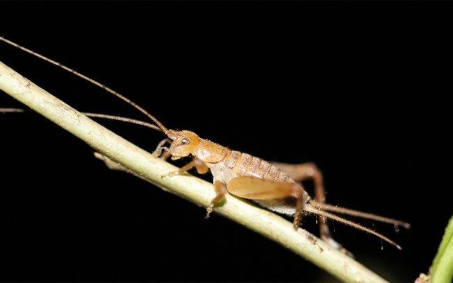 Sem “cri-cri”: como grilos perderam o canto ao longo do tempo