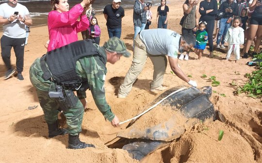Tartaruga ameaçada de extinção é vista em praia do Espírito Santo