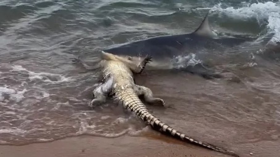 Tubarão foi flagrado atacando crocodilo na Austrália