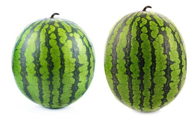 O formato da melancia indica se a fruta está mais aguada ou mais doce