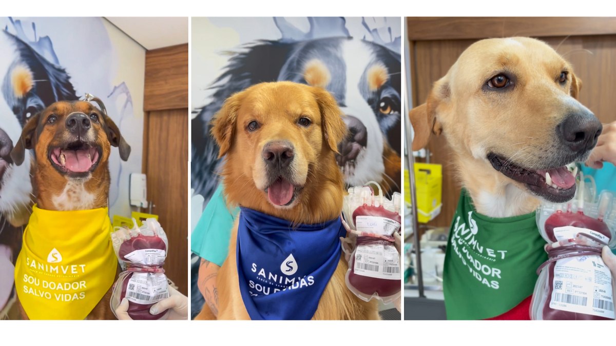 Cães que se tornaram doadores de sangue em edições anteriores da campanha