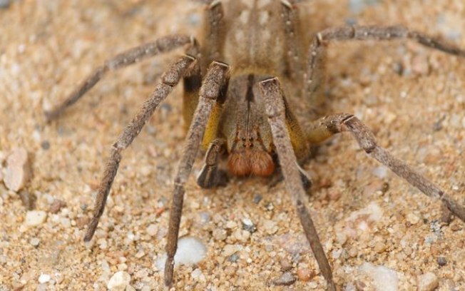 O que fazer após ser picado por uma aranha peçonhenta?