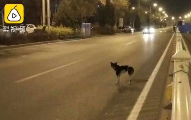 Cão fiel espera há mais de 80 dias sua falecida tutora em uma avenida movimentada