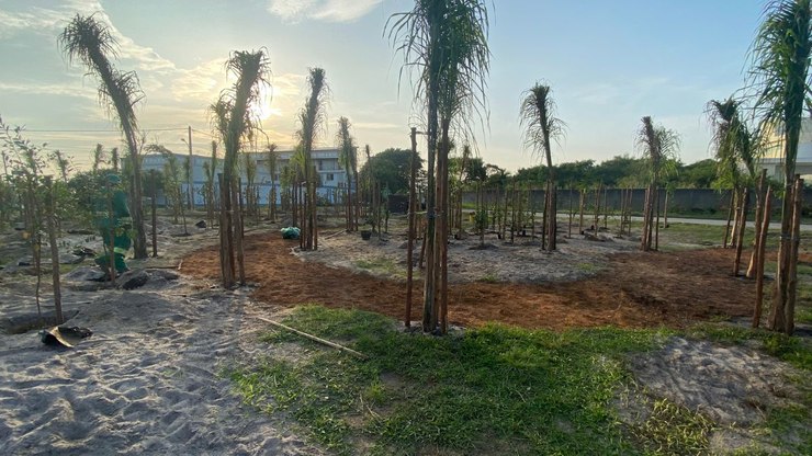 Niterói (RJ) inicia maior plantio urbano de frutas do Brasil