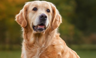 Confira 10 curiosidades sobre o cachorro golden retriever