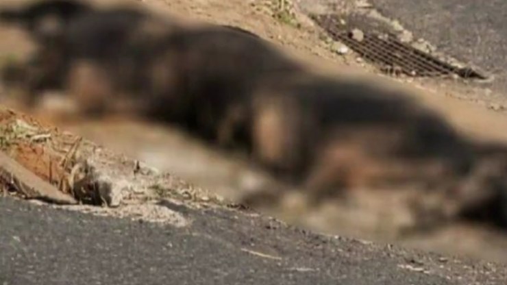Homem queima cachorro vivo para gerar "sofrimento e terror" na ex
