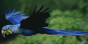 Arara-azul volta à lista de espécies ameaçadas de extinção