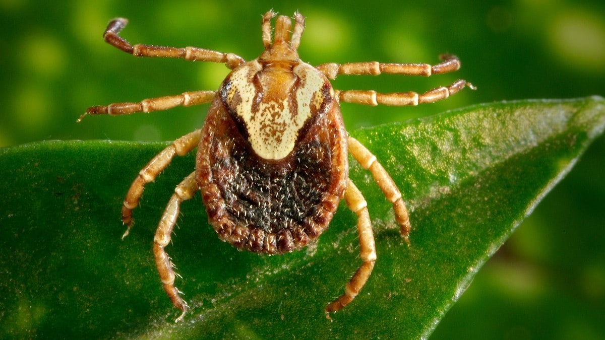 Febre maculosa é transmitida pela picada do carrapato-estrela infectado pelas bactérias Rickettsia rickettsii