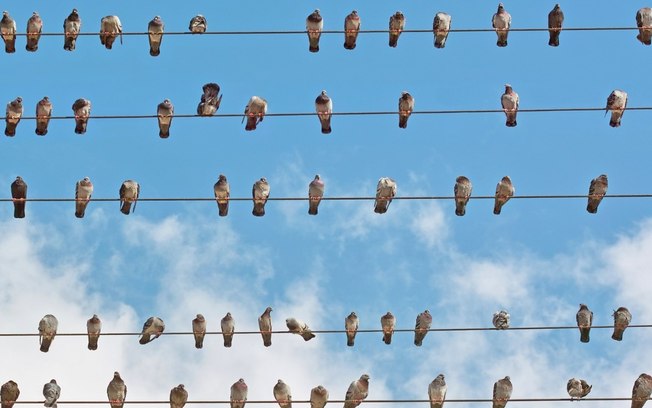 Por que pássaros não tomam choque em fios elétricos?