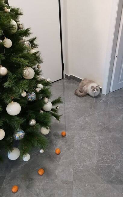 Gato e árvore de Natal protegida