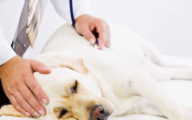 O diagnóstico da berne em cachorro deve ser feita apenas por um veterinário 