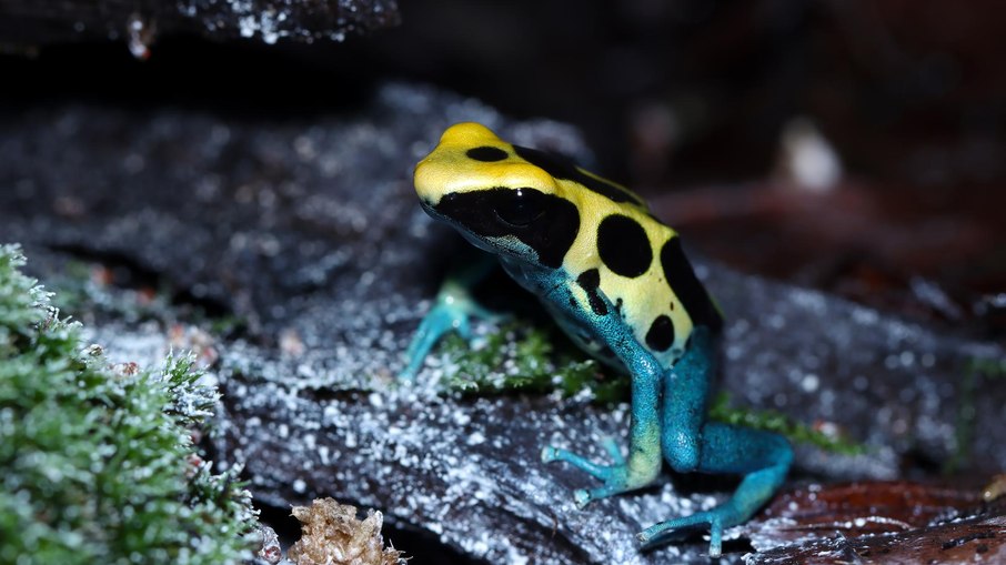Sapo-flecha (Dendrobatidae)