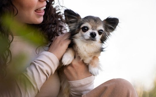 Ciúmes entre pets: como lidar com esse comportamento