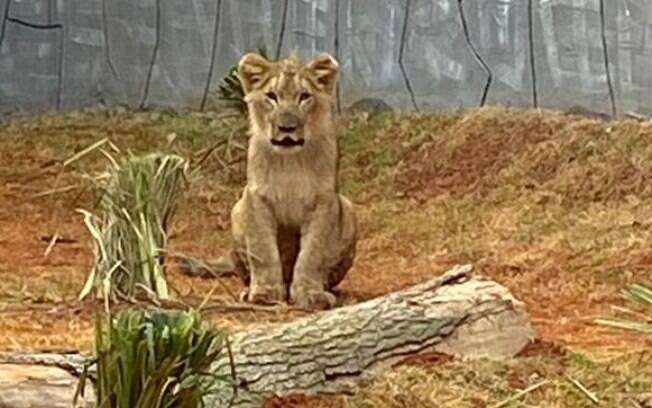 Madiba, novo morador do zoo de Guarulhos, tem no nome uma referência a Nelson Mandela.