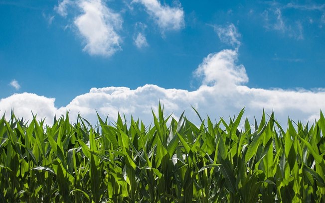 Indústria química impulsiona fertilizantes sustentáveis