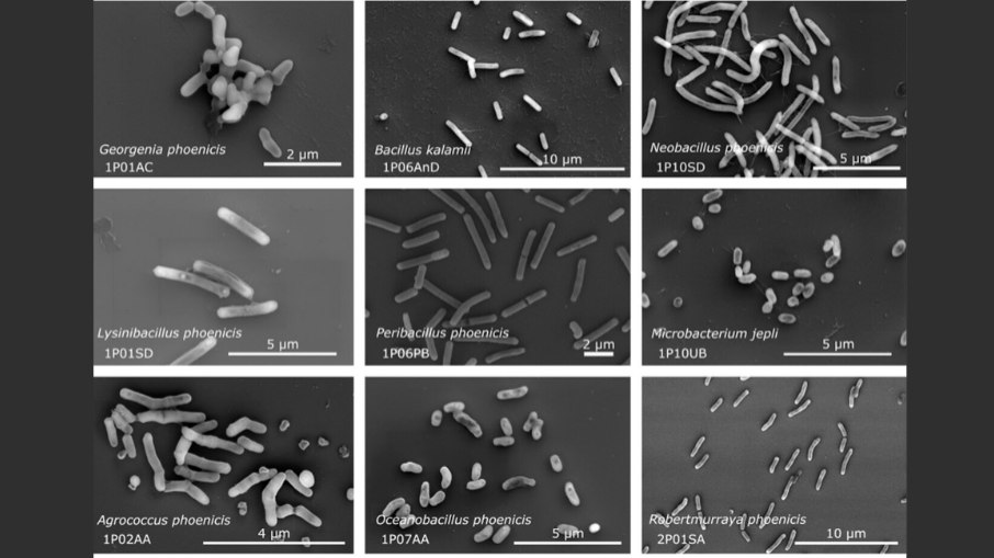Microscopia eletrônica de varredura de algumas das novas espécies encontradas na sala limpa de montagem da nave espacial Phoenix Microscopia eletrônica de varredura de algumas das novas espécies encontradas na sala limpa de montagem da nave espacial Phoenix