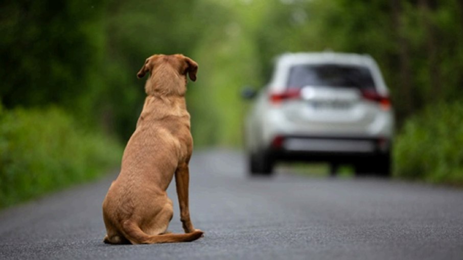 Cerca de 30 milhões de cães e gatos vivem em situação de rua no Brasil Cerca de 30 milhões de cães e gatos vivem em situação de rua no Brasil