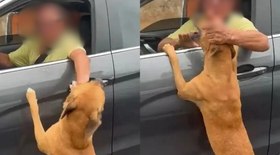 Cachorro ignora show dramático em banho e vídeo viraliza; assista
