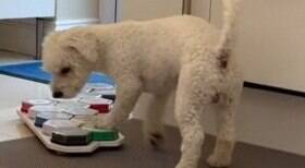 Cão usa botões para se comunicar com a dona