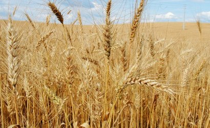 Queda na safra de trigo leva Brasil ao maior déficit em uma década