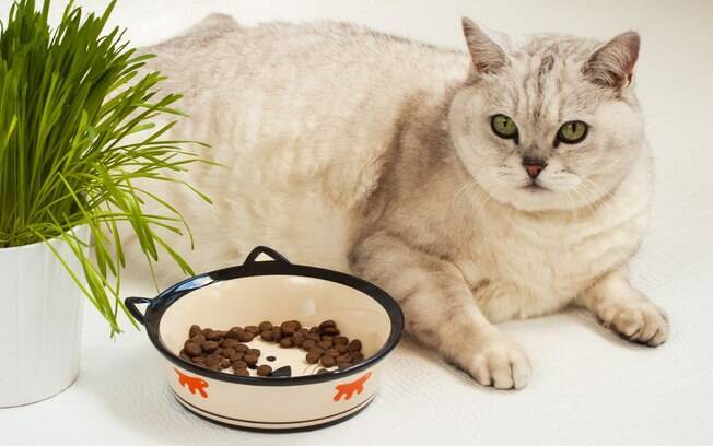 Se você tem um gato gordo, a primeira medida é mudar a alimentação e passar a oferecê-la em pequenas porções