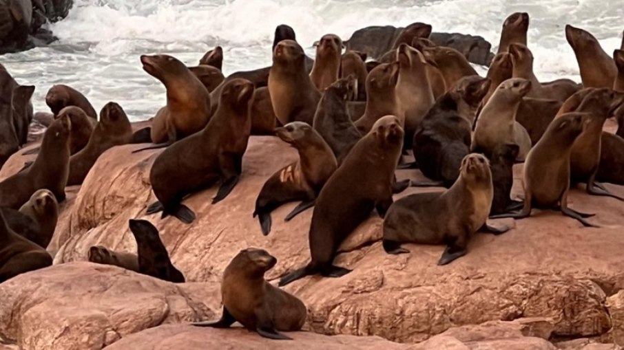 Na imagem, é possível ver a identificação no dorso do lobo-marinho que passou por reabilitação no Brasil