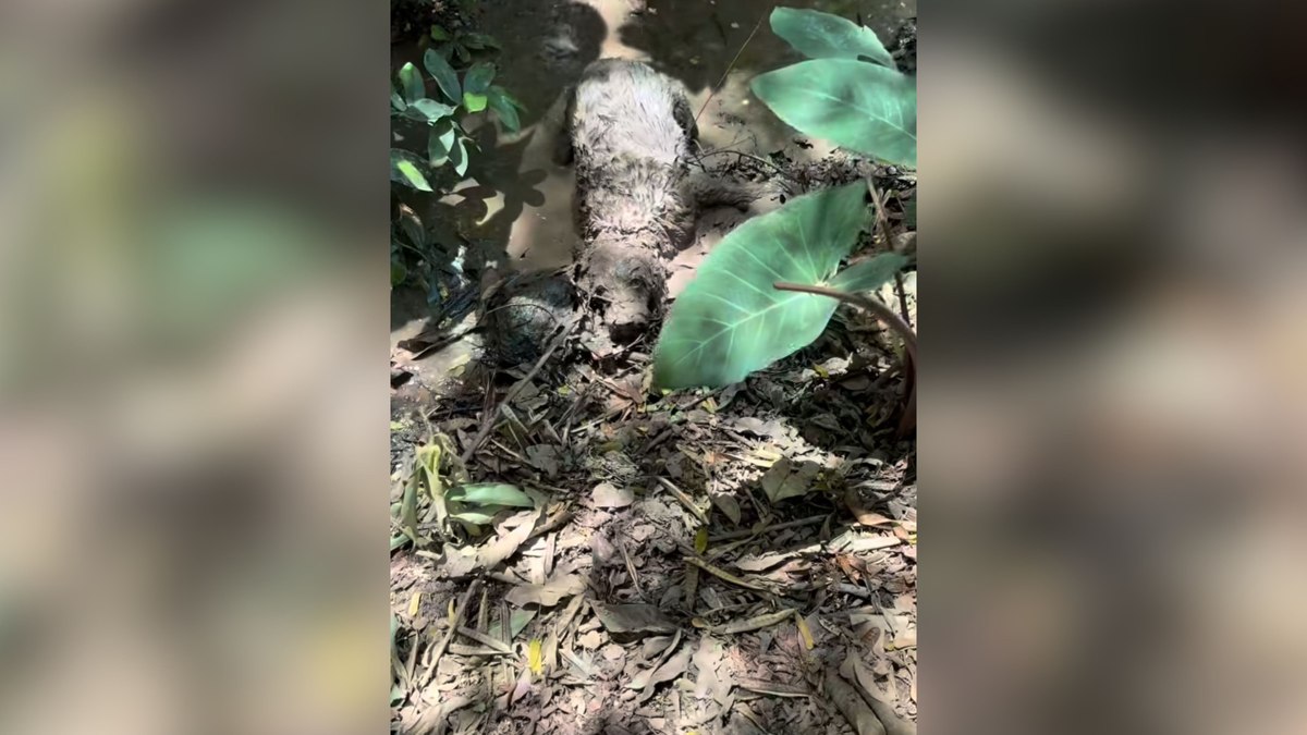 Cadelinha viraliza ao trocar passeio no parque por 'spa de lama' Cadelinha viraliza ao trocar passeio no parque por 'spa de lama'