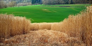 Superplanta aquece vila europeia e economiza milhares de euros