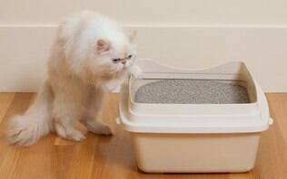 Erros comuns para evitar com a caixa de areia dos gatos - Folha Pet - Folha  PE