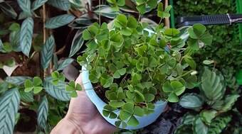 Tirar mudas de plantas de locais públicos e privados pode dar multa
