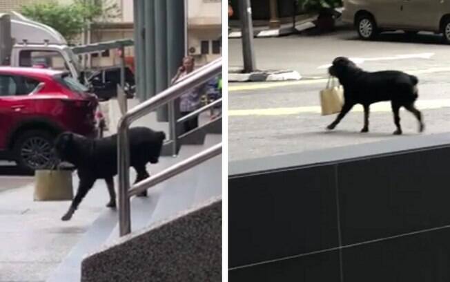 Vídeo mostra cachorro atravessando a rua com bolsa da dona na boca e gera polêmica no Facebook