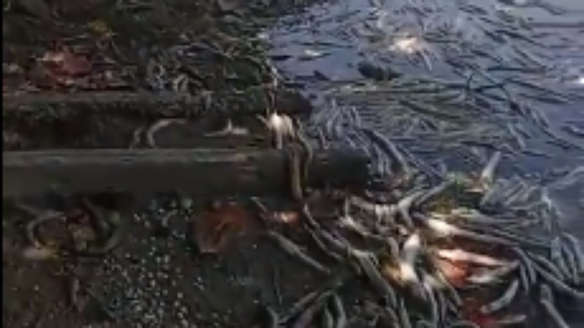 Peixes mortos na Lagoa Mundaú