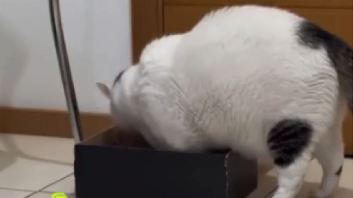 Gato insiste para caber em caixa, mas missão termina em derrota