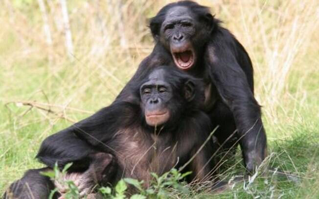 Método incomum está sendo testado com fêmeas de orangotango e bonobo (foto) em parque de primatas na Holanda