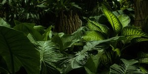 Hiperparasita é descoberto se alimentando de "fungo zumbi"