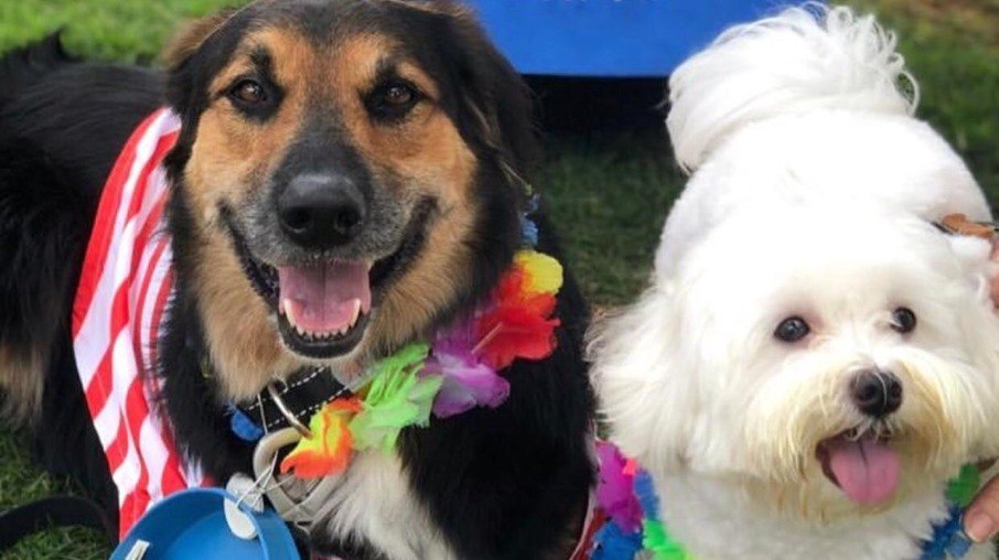 Bailinho de Carnaval pet friendly com entrada gratuita