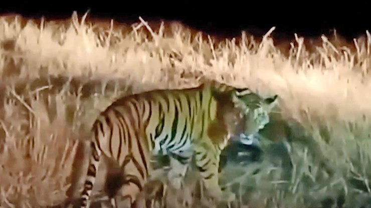 Santu%C3%A1rio%20de%20tigres%20na%20Tail%C3%A2ndia%20registra%2072%20mortes%20por%20v%C3%ADrus