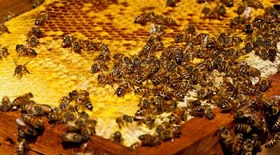 Papagaio mais gordo do mundo luta contra a extinção