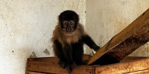 Macacos-pregos mudam dieta com avanço urbano em Campinas; entenda