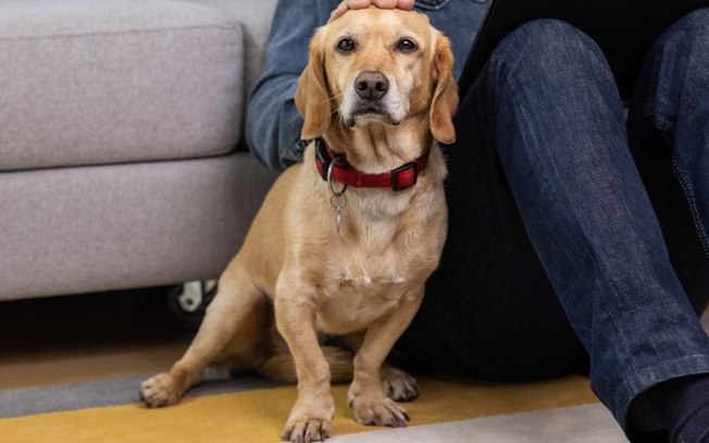 Filhote de cachorro pode comer frutas ou faz mal? Saiba o que diz o especialista