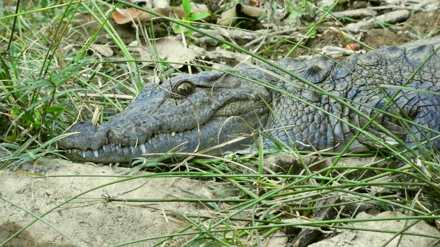 Crocodilo-persa é responsável pelas mortes de pelo menos 50 pessoas por ano na Índia Crocodilo-persa é responsável pelas mortes de pelo menos 50 pessoas por ano na Índia