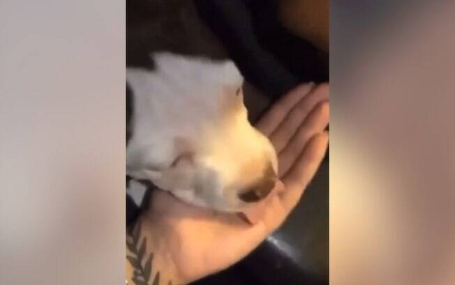 Mulher grava vídeo de cachorro comendo maconha em Americana.