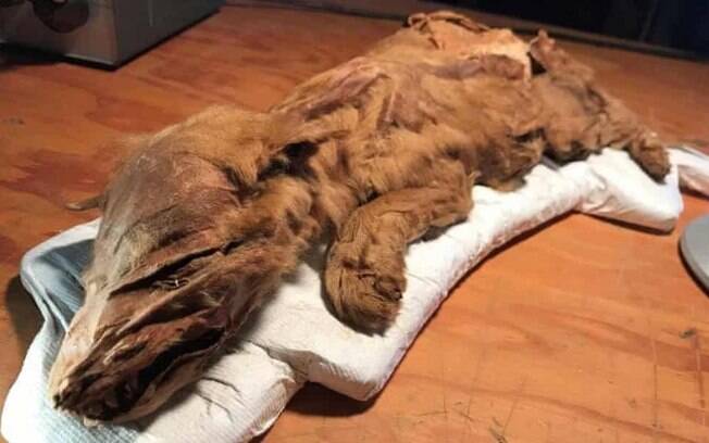Filhote de lobo da Era do Gelo de 50 mil anos foi achado por garimpeiros em 2016 e está em ótimo estado de conservação