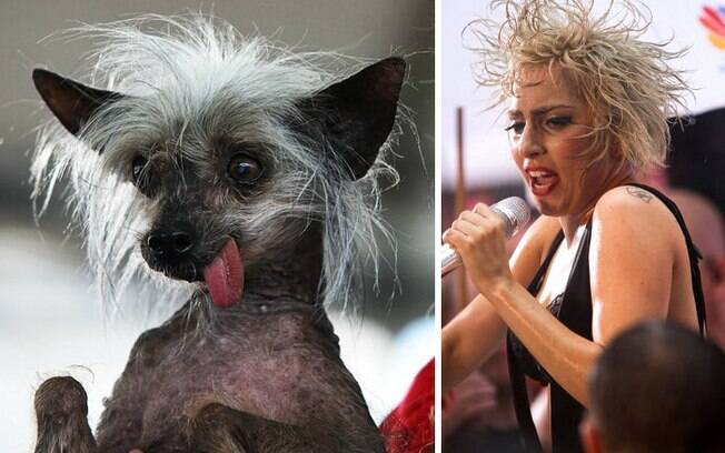 As semelhanças entre esses cachorros e as pessoas famosas são muito impressionantes