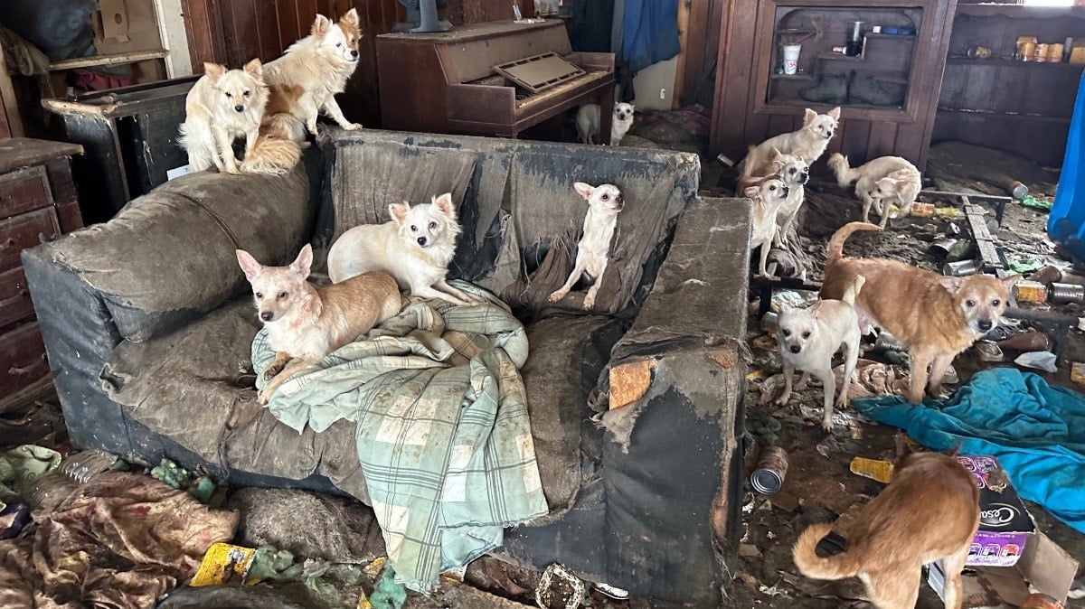 Os animais abandonados foram encontrados em uma casa em Dyer, Tennessee.
