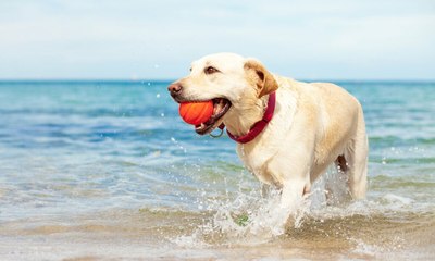 Veja 12 cuidados importantes com o pet na praia