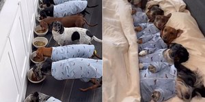 Mulher com 8 dachshunds viraliza com rotina caótica e fofa