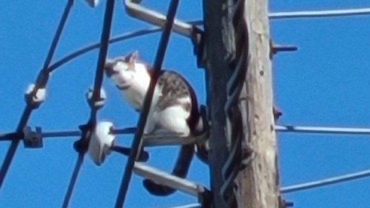 FOTOS: Filhote de gato é resgatado após cair em poço de 7 metros no sul da  Bahia, Bahia